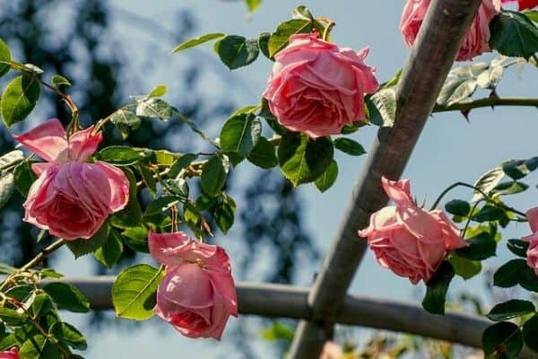 wilted rose bush