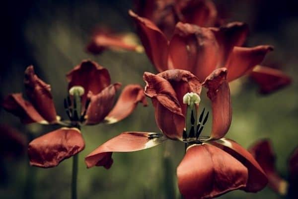 caring for flower bulbs