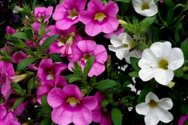 trailing petunias