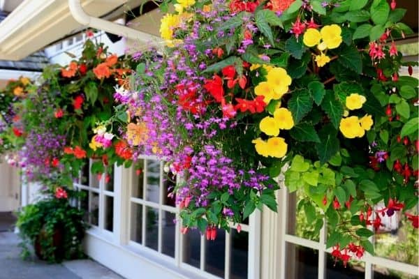 hanging baskets with colorful flowers