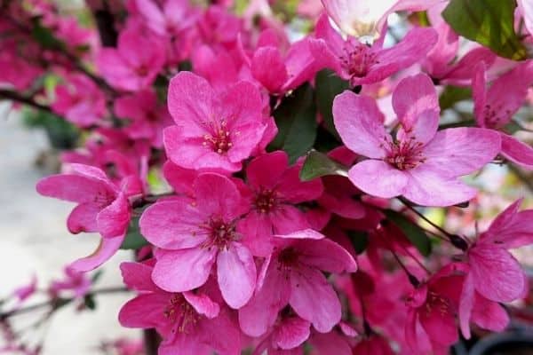 pink crabapple flowers