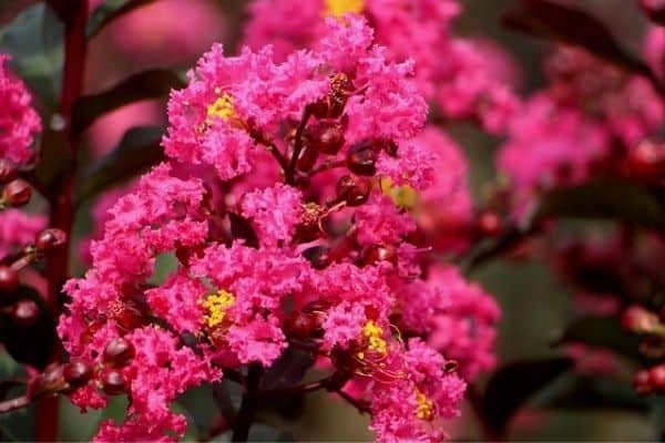 pink crape myrtle tree