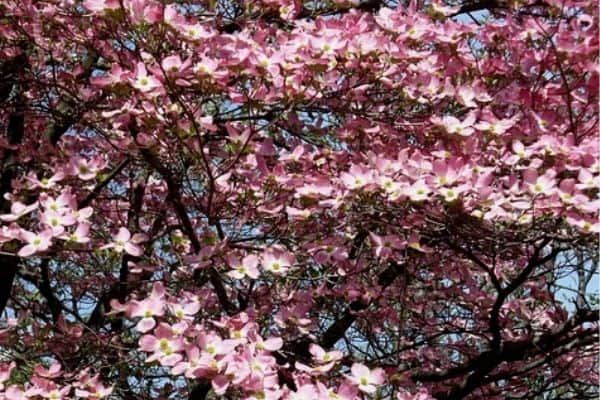 pink dogwood tree