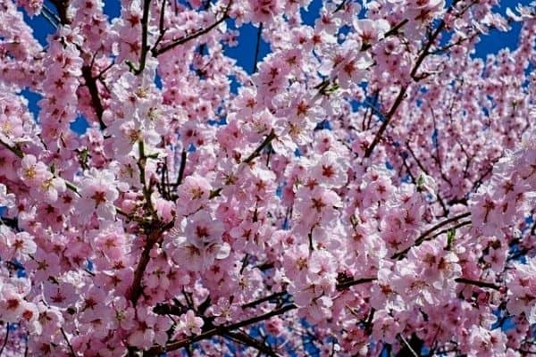pink flowering cherry tree