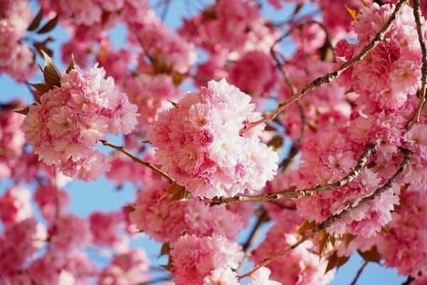 pink flowering tree