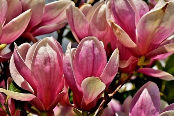 pink magnolia flowers