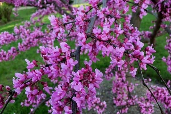 pink redbud tree