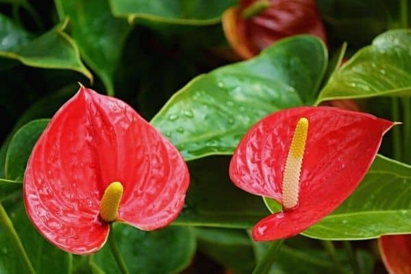 red anthurium plant