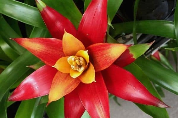 red bromeliad