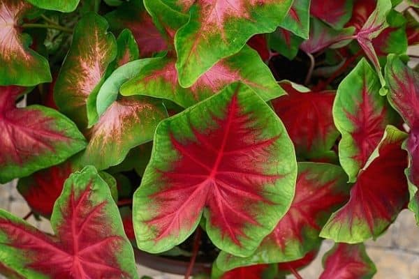 red caladium plant