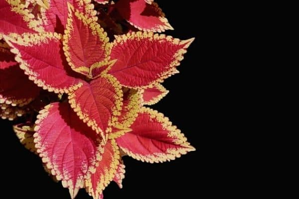 red coleus plant