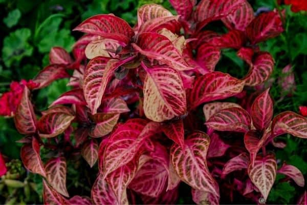 red croton plant