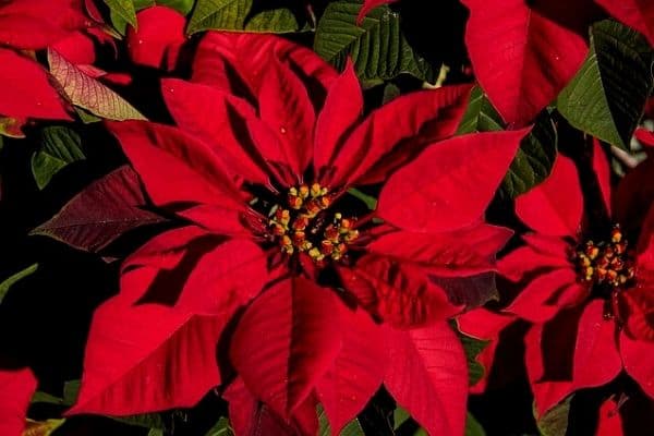 poinsettia with red leaves