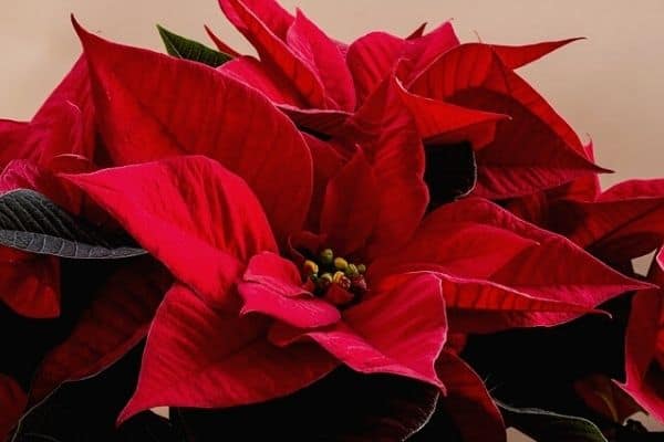 red leafed poinsettia plant