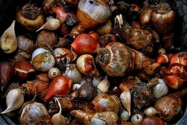 storing flower bulbs