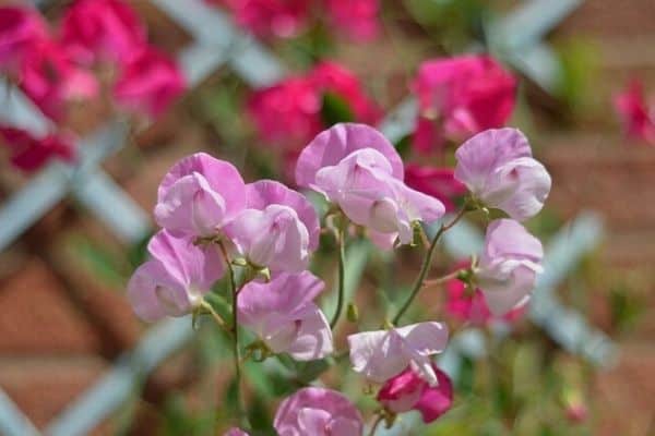 sweet peas growing on a trellis