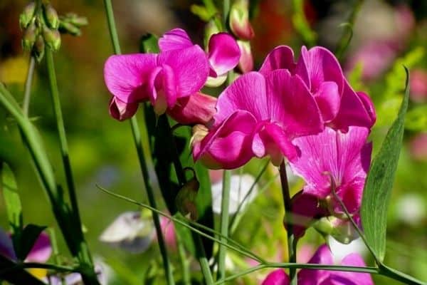 pink sweet pea flowers