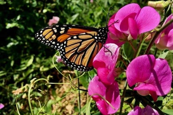 butterfly on sweet pea flowers