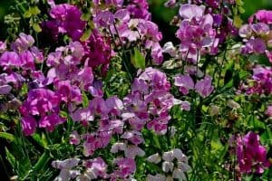 Read more about the article How To Grow Sweet Peas