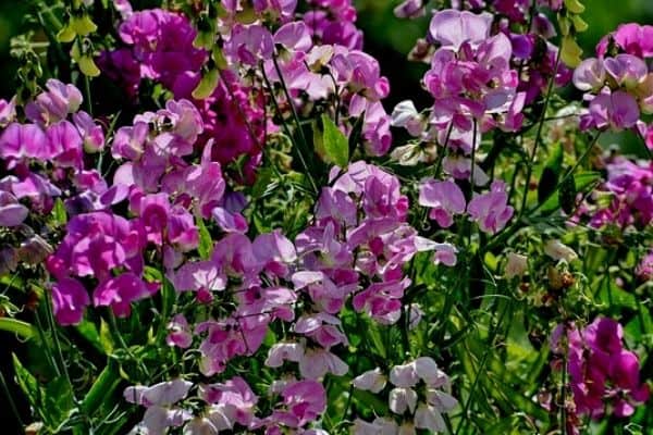 sweet pea flowers