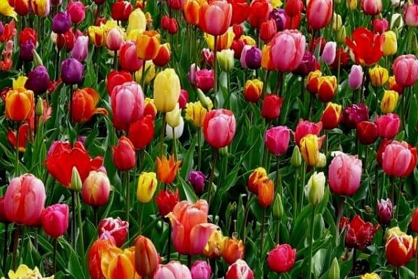 colorful tulip flowers