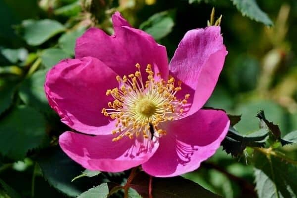 floare de anemonă