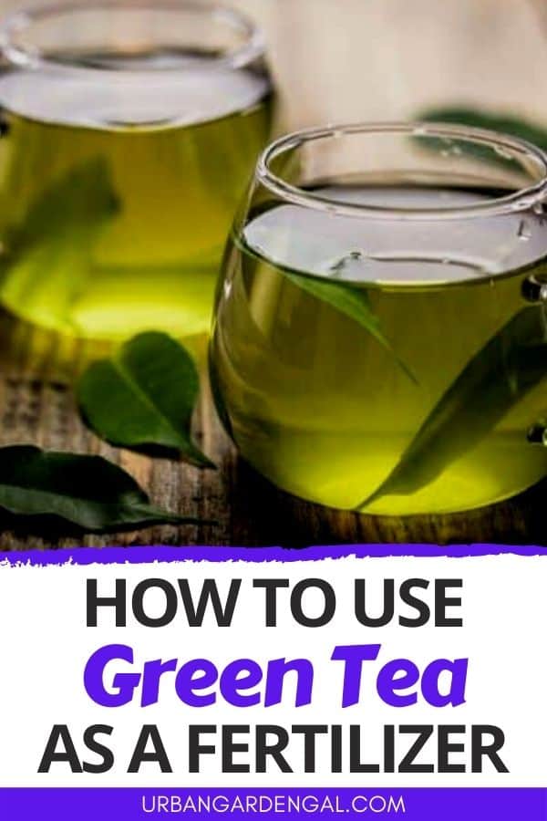 green tea houseplant fertilizer