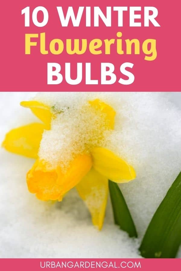 Winter flowering bulbs
