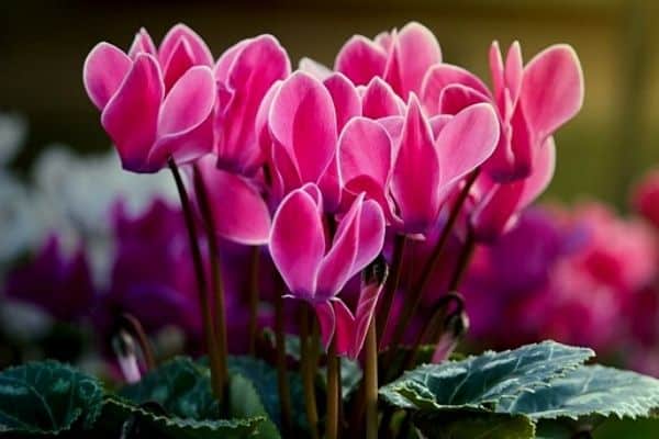 fiori di ciclamino che sbocciano in inverno