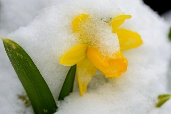 Daffodil flower in snow