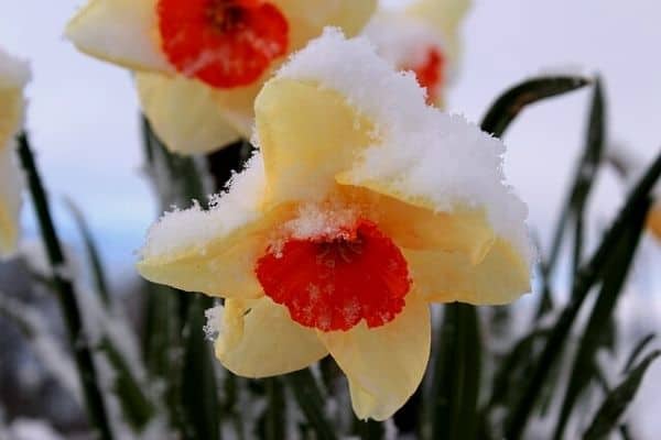 vinter blomstrende pære