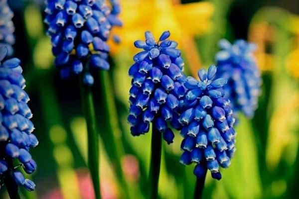 grape hyacinth flowers