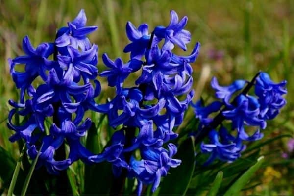 hyacinth bulbs