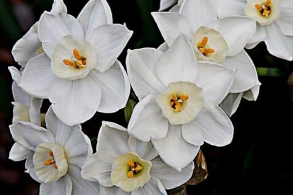 papirhvide blomster om vinteren