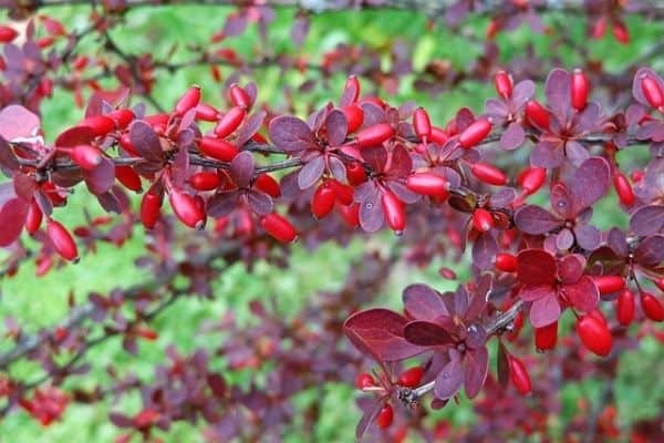 red barberry bush