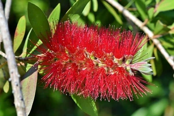 red bottlebrush shrub