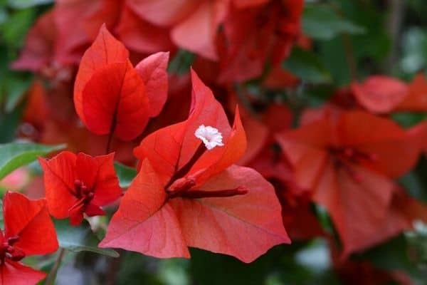 red bougainvillea