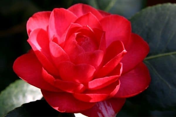 red camellia flower