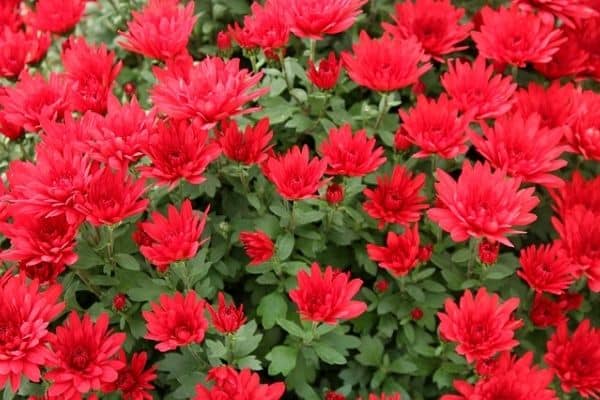 red flowering shrubs