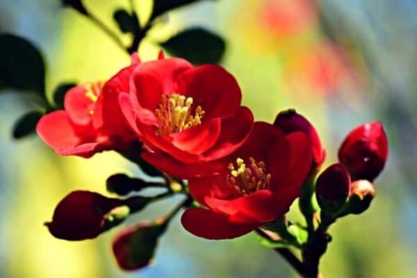 red flowering quince shrub