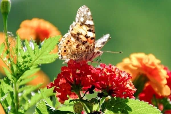 red lantana shrub