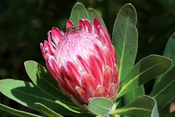 red protea flower