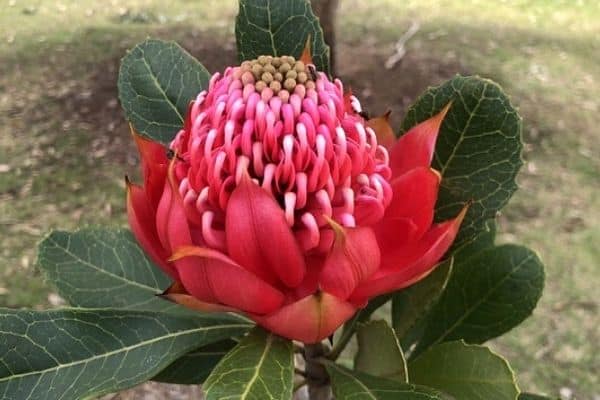 red waratah flower
