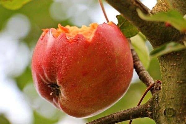 apple eaten by bird