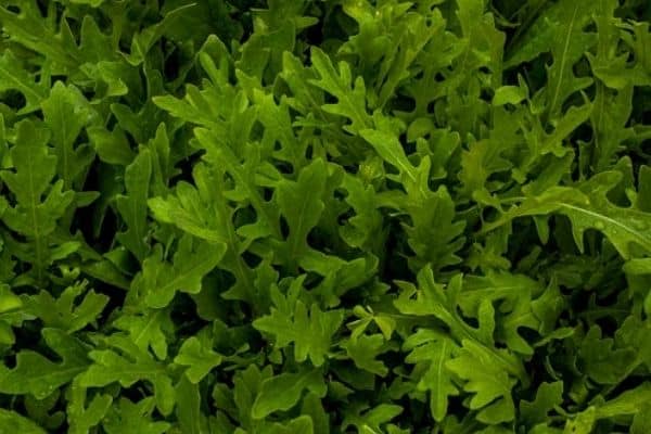 arugula growing indoors