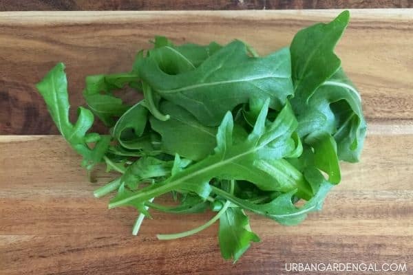 arugula leaves