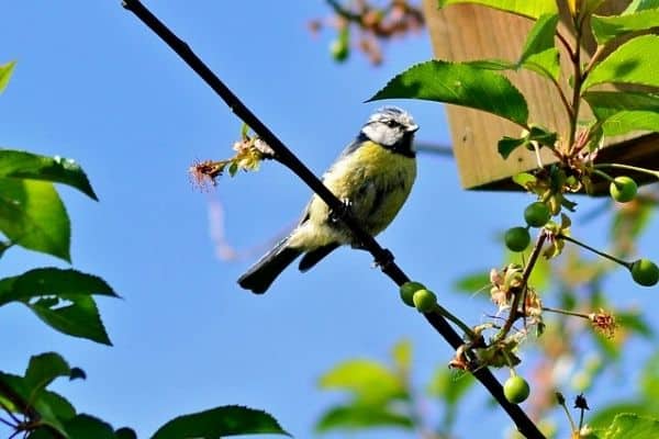 bird on a fruit tree