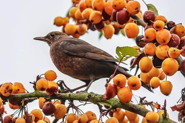 pájaro sentado en un árbol frutal