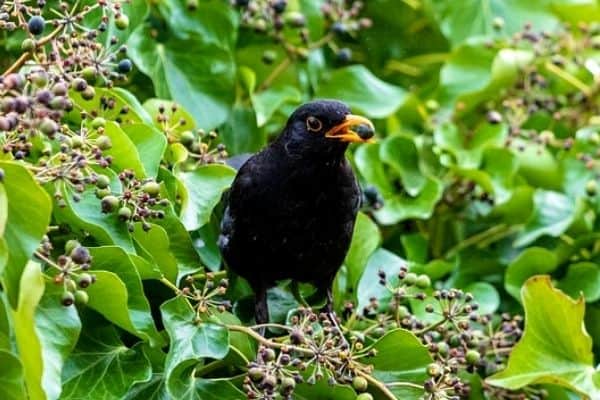 bird eating fruit tree