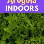 grow arugula indoors